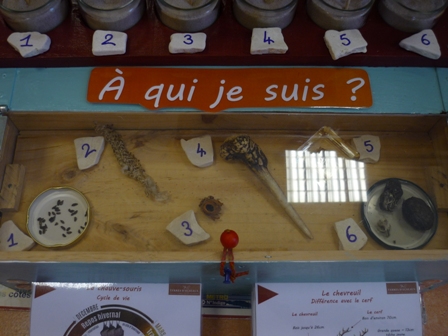 Activité traces des animaux Terres d