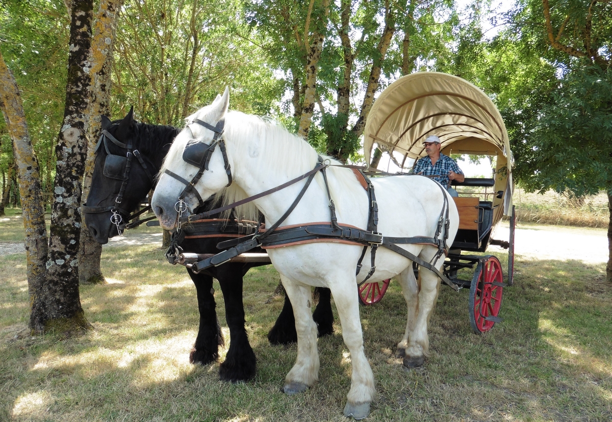 Calèche 5 juillet 2015