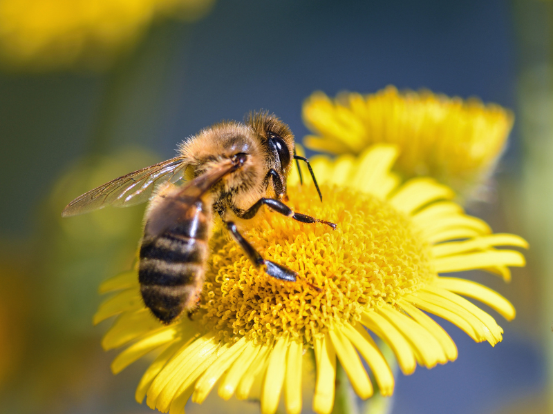 Abeille