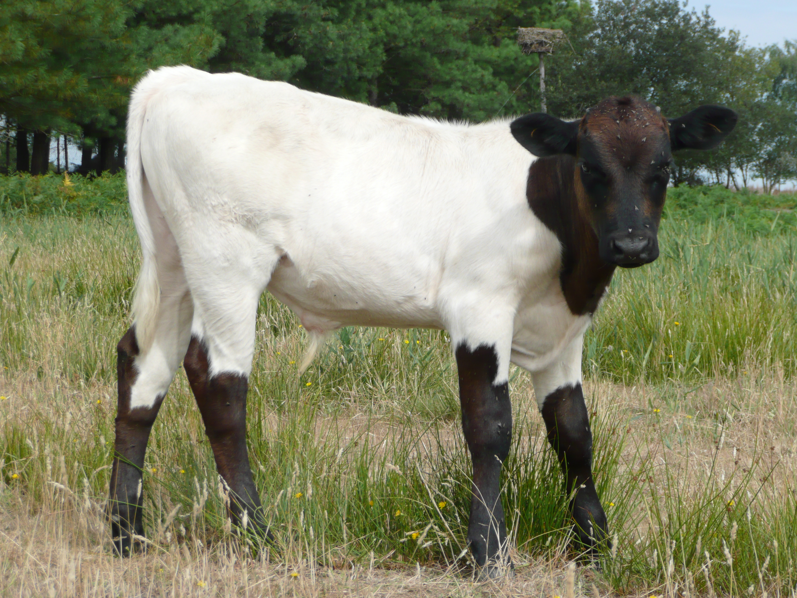 Animaux de la ferme Terres d