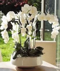orchidées