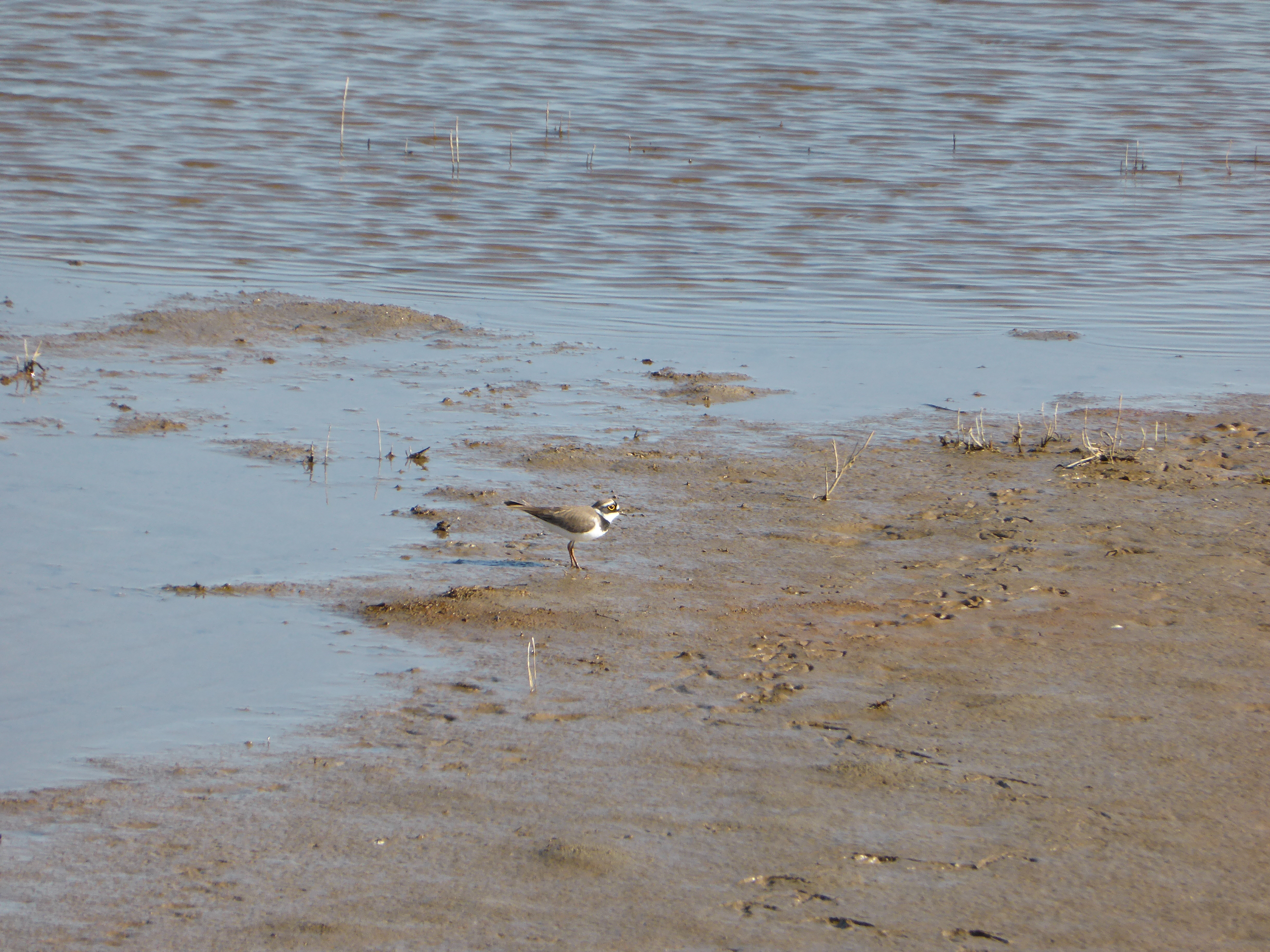 Oiseau Terres d