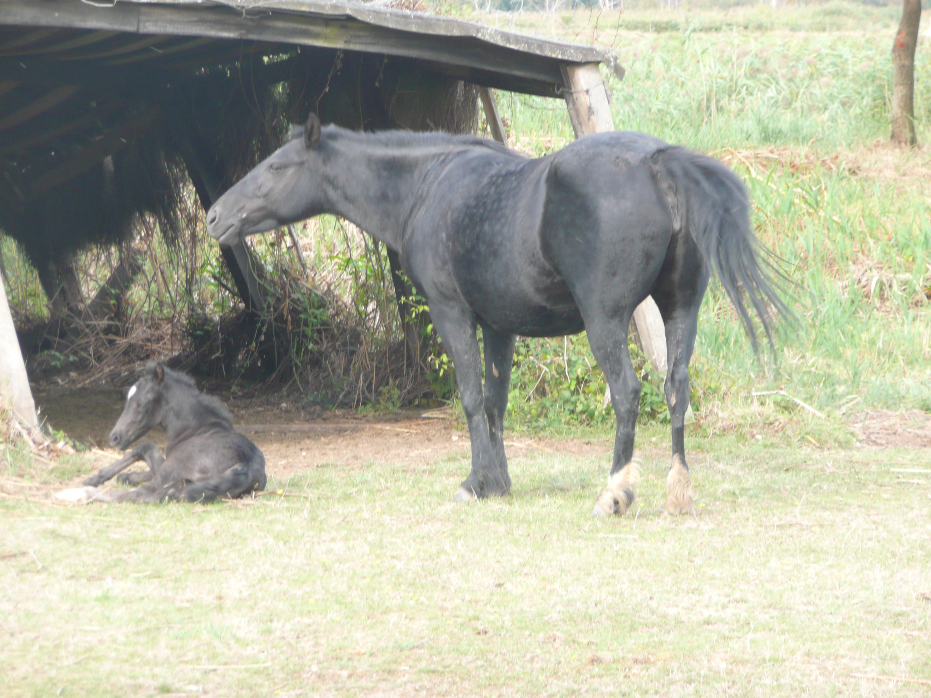 poney barthais 1