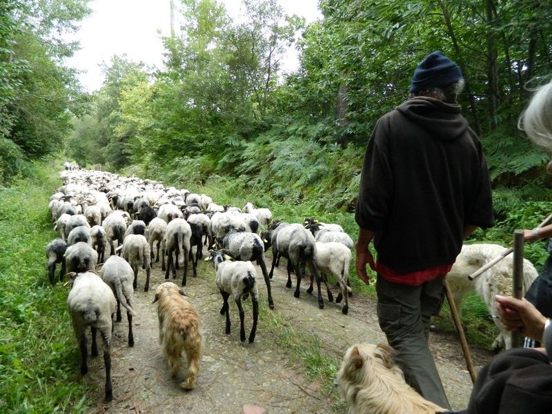 route de la transhumance /