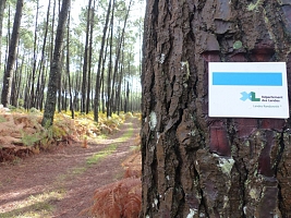 Sous-bois et pinèdes