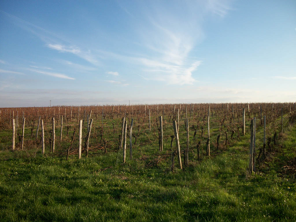 Le vignoble et les cépages