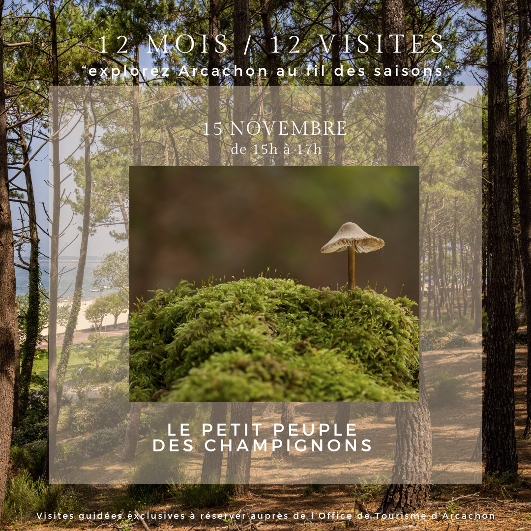 Visite guidée 12 mois/12 : Le petit peuple des champignons