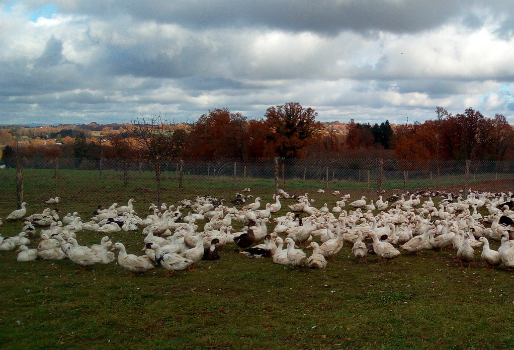 Produits frais et conserves de canards gras - Ferme de Lauzanne_1