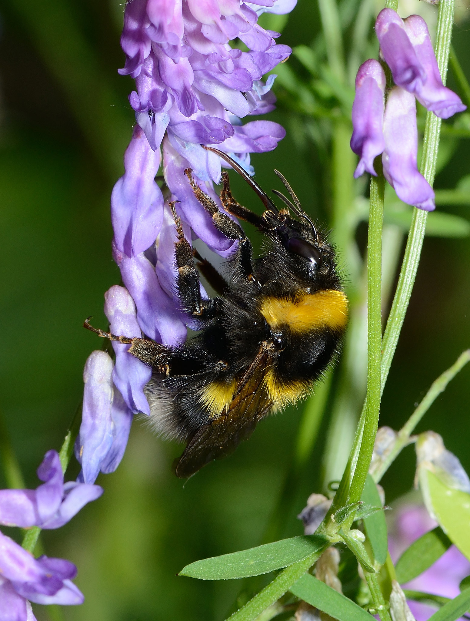 25 Bombus hortorum female - david Genoud