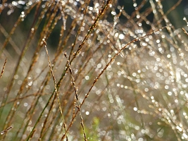 Site "Nature40" du Bas Rouge