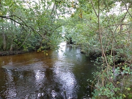 Forêt