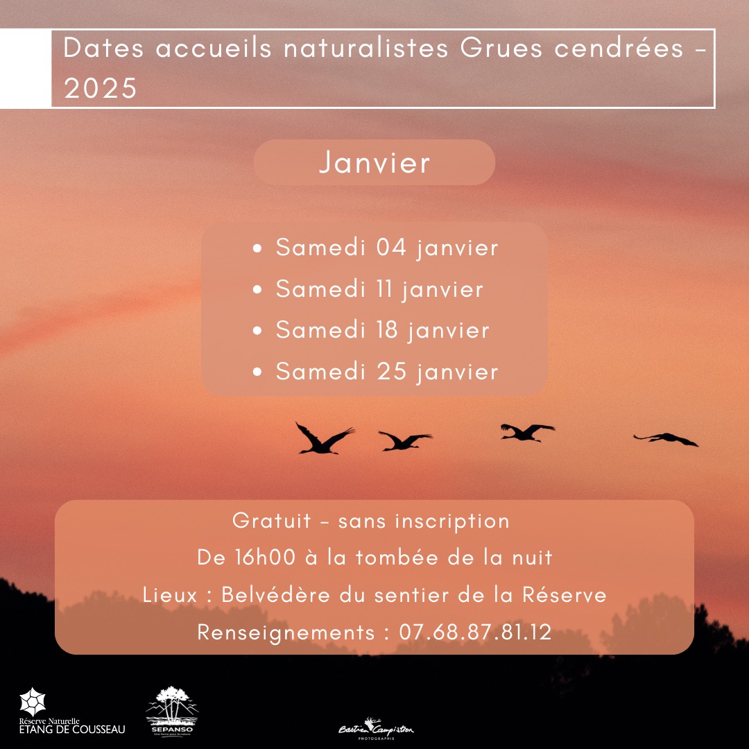 4 janvier au 25 janver grues lacanau