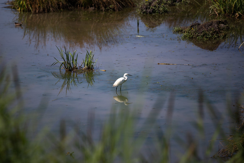 Réserve Naturelle Nationales des marais de Bruges