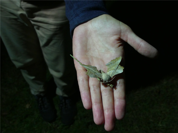 twilight exit on moths
