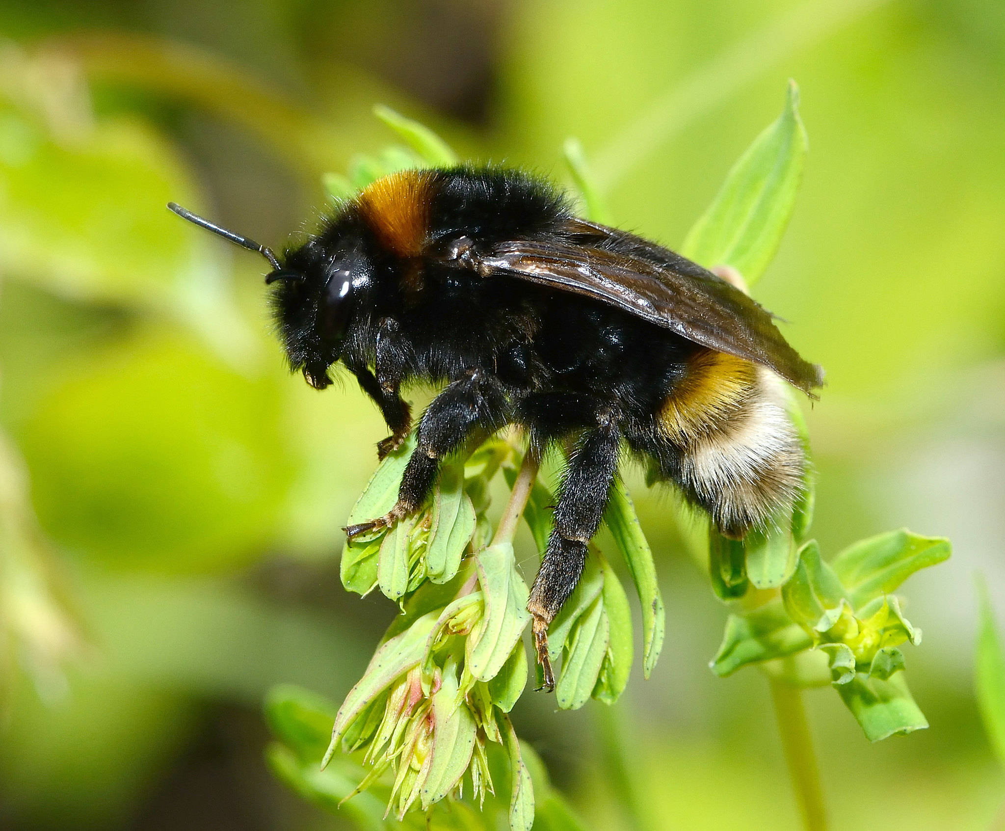 7 Bombus vestalis female @david Genoud