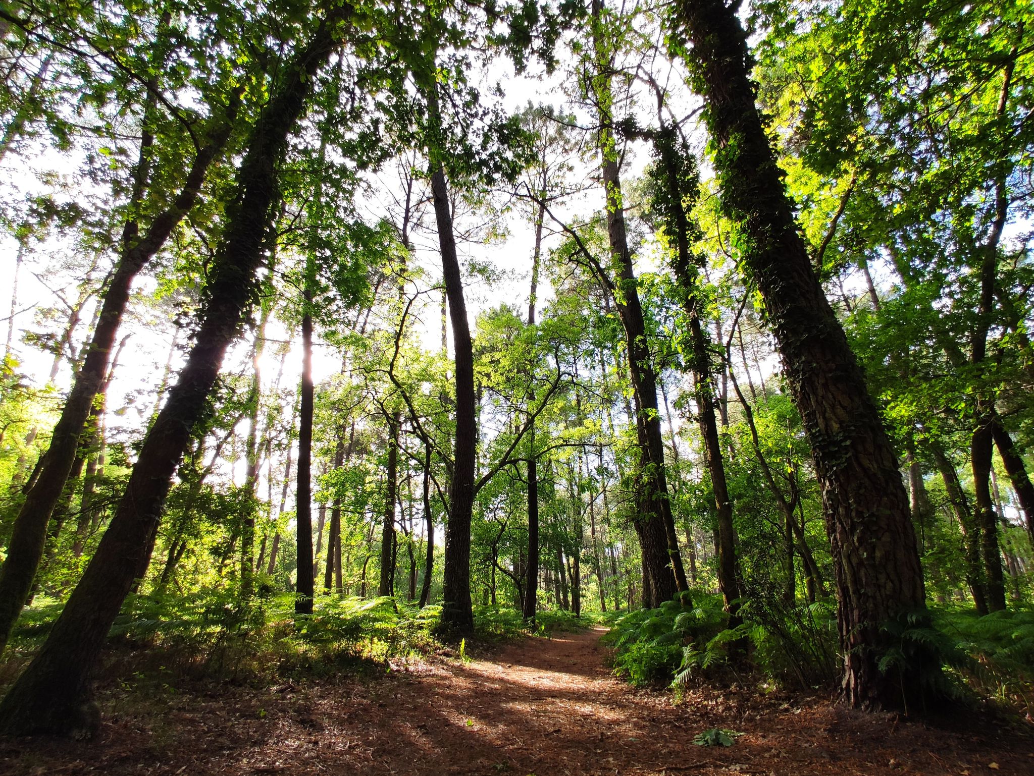 Balade contée Nature féerique au bord de la Leyre à Mios