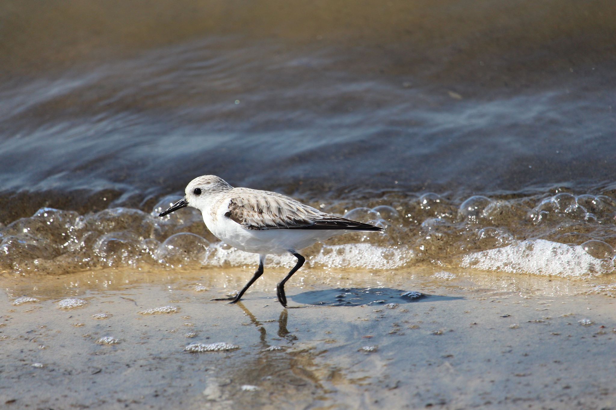 Sur les traces des oiseaux migrateurs du Bassin d’Arcachon