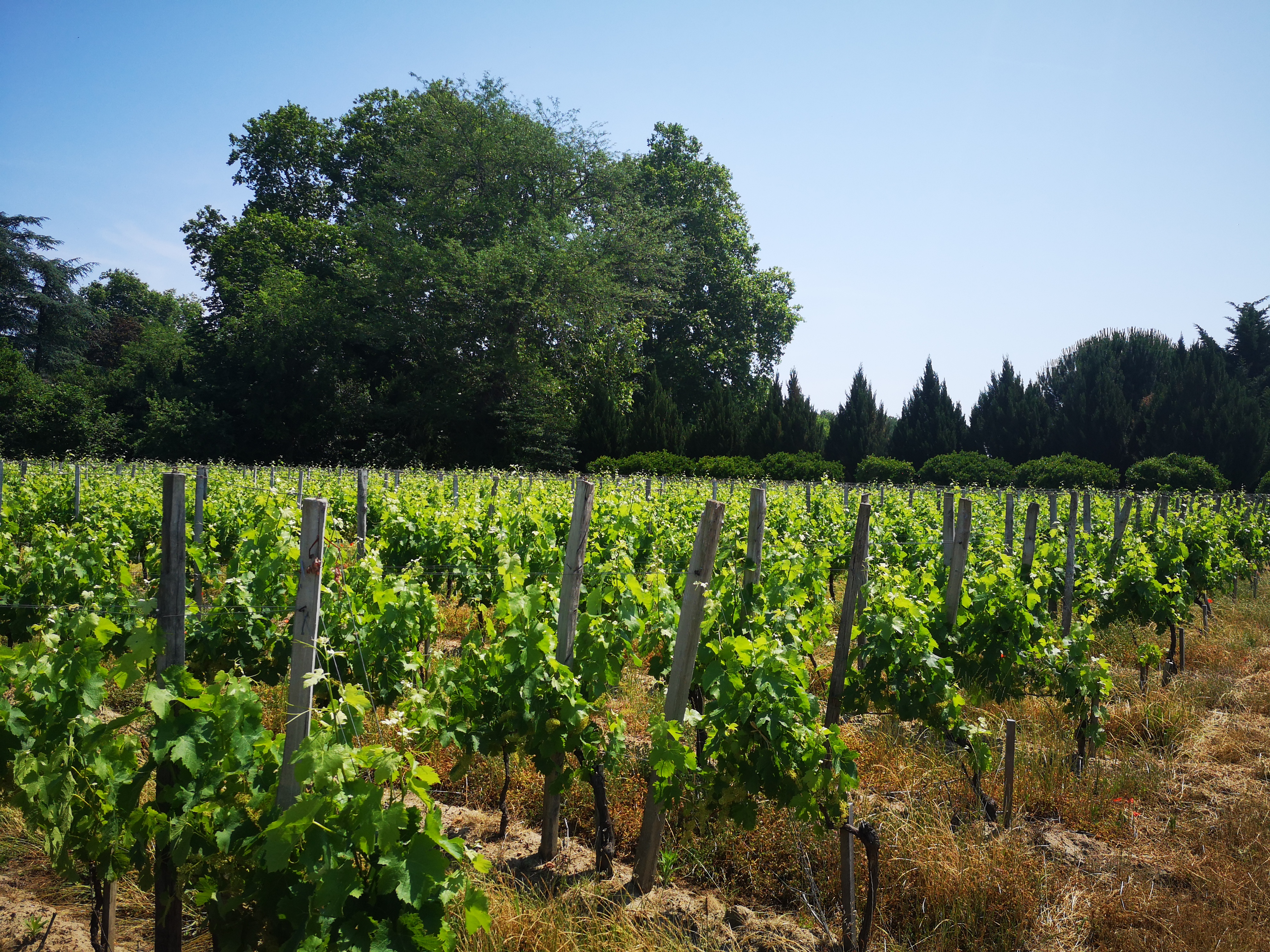Bellevue Vineyard Saint Emilion