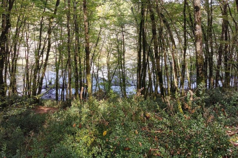 Bois de la Pimpine