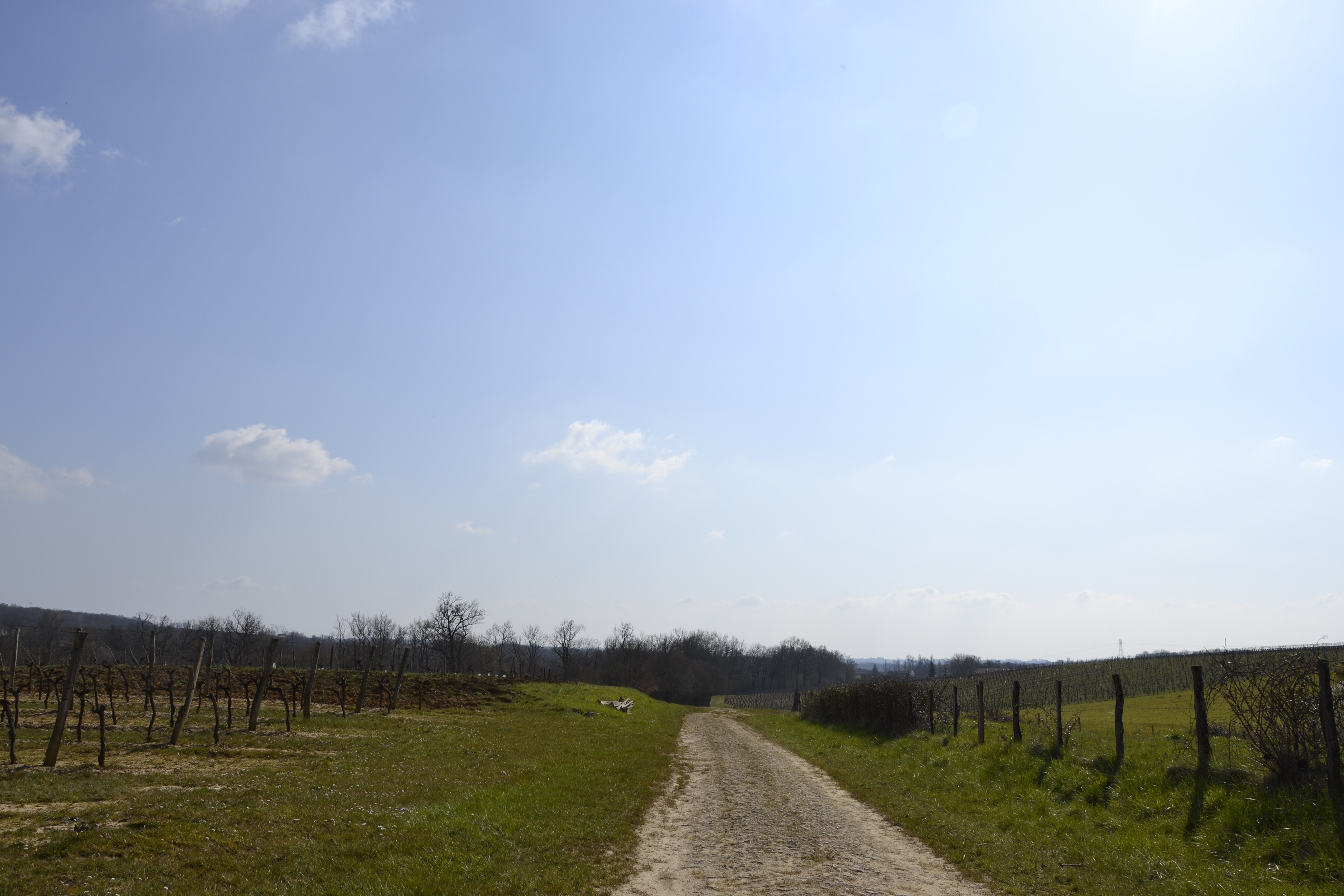 Vignes
