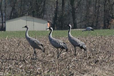 Grues