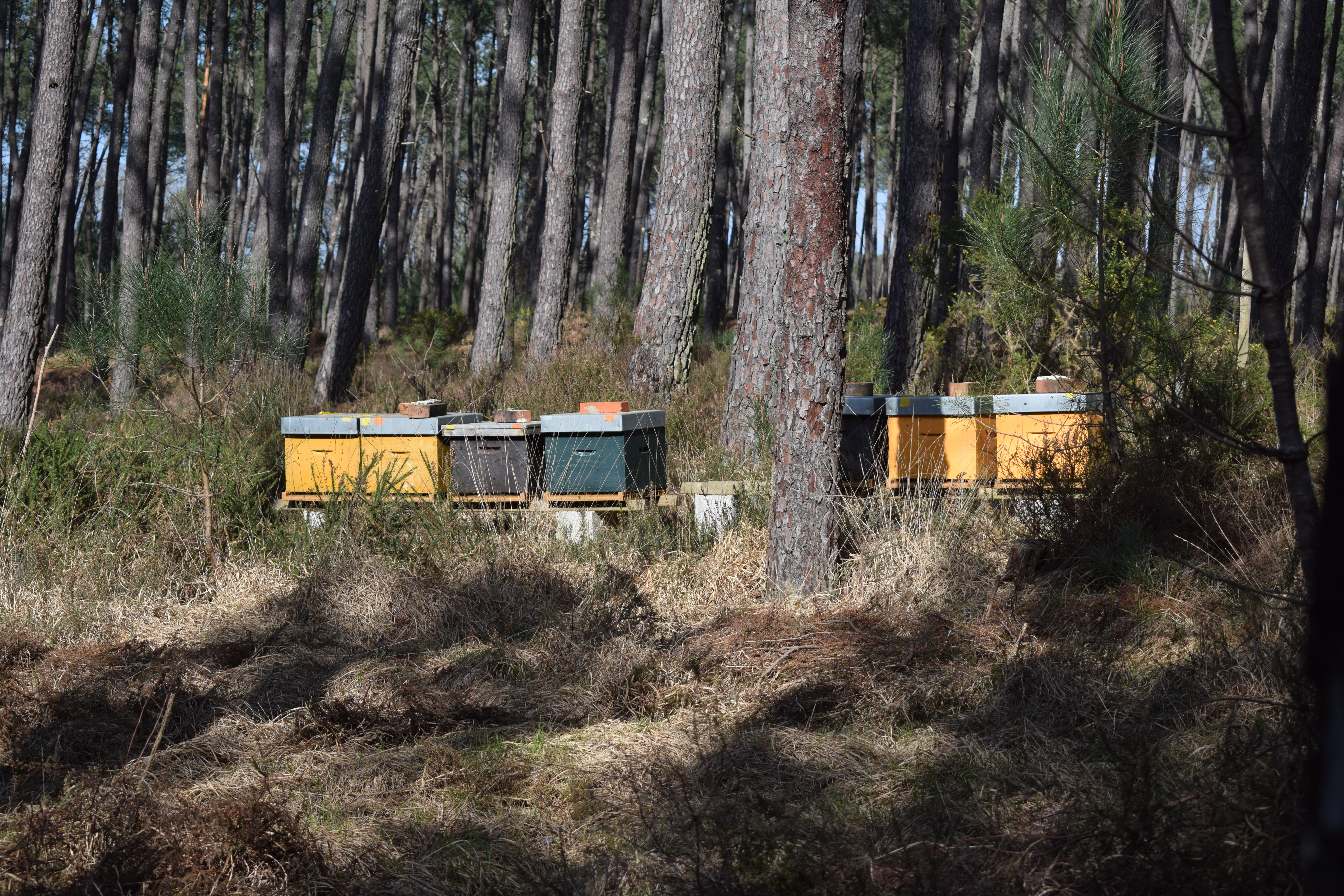 CLNT - PDIPR St Michel Escalus (66)