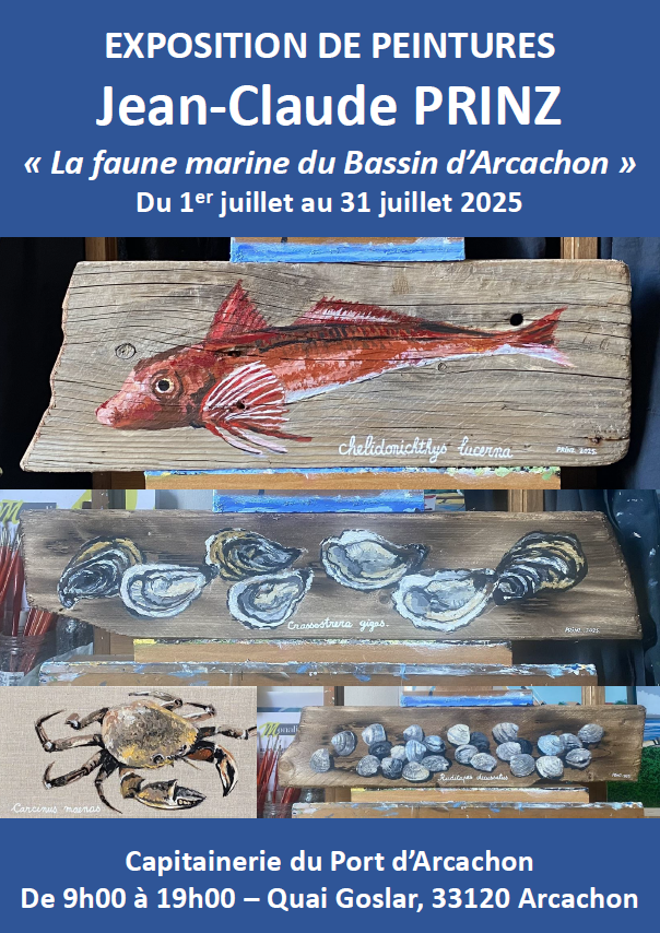 La faune marine du Bassin d’Arcachon
