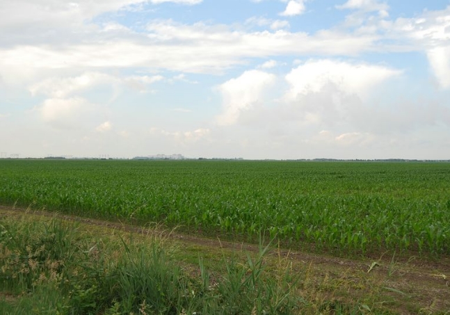 Champs de maîs Landes