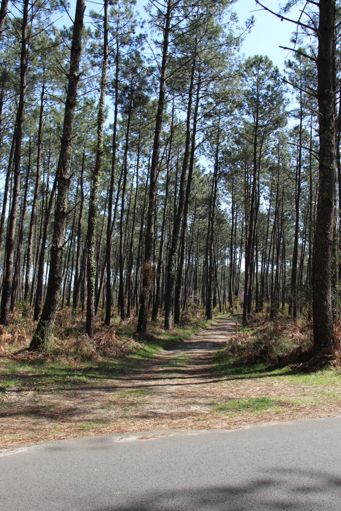 Chemin forestier à proximité du quartier de Micq-V2