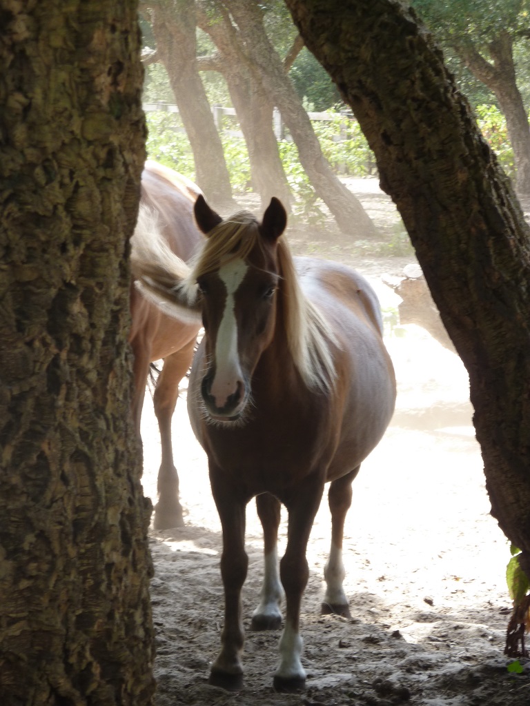 Cheval ©Julie.Cazauran (3)