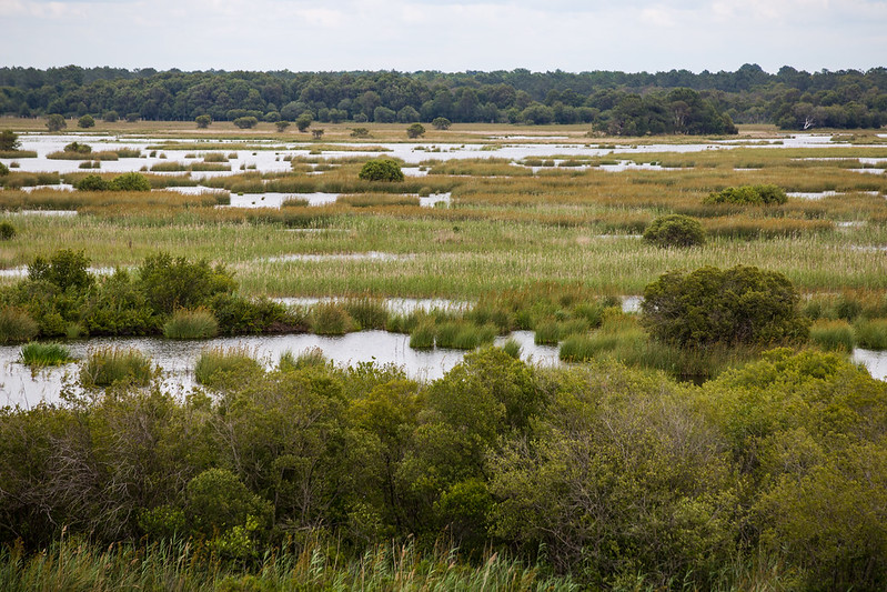 Réserve naturelle nationale de l’étang de Cousseau