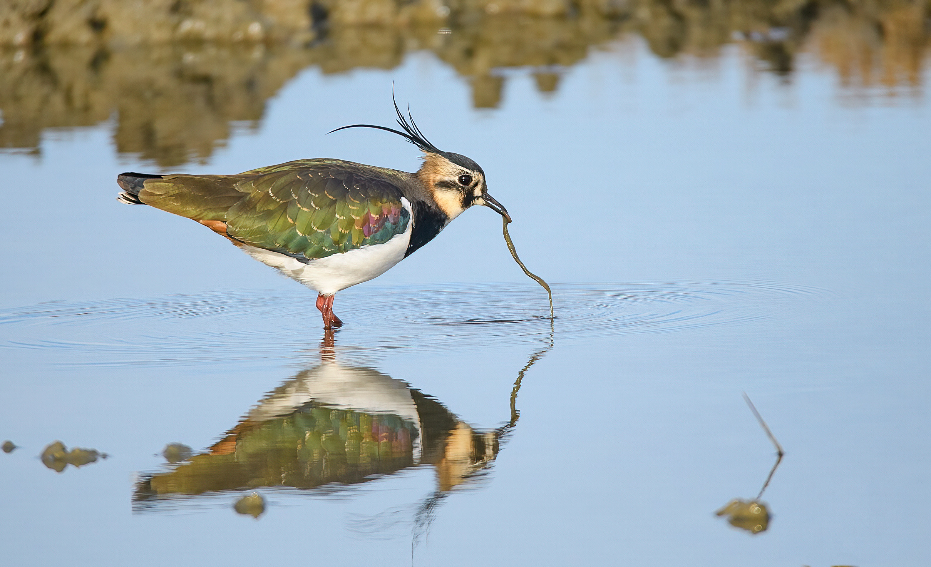 EXPOSITION : Portraits d’oiseaux et accueil naturaliste au Belvédère du port du Teich !
