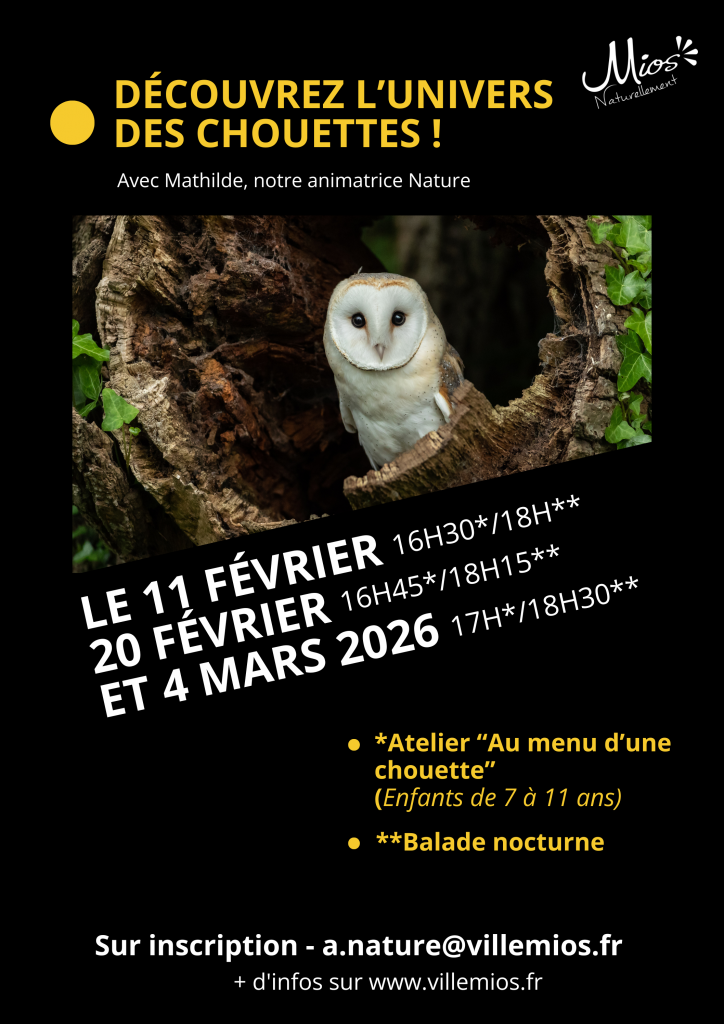 Escapades nocturnes dans l&rsquo;univers des chouettes