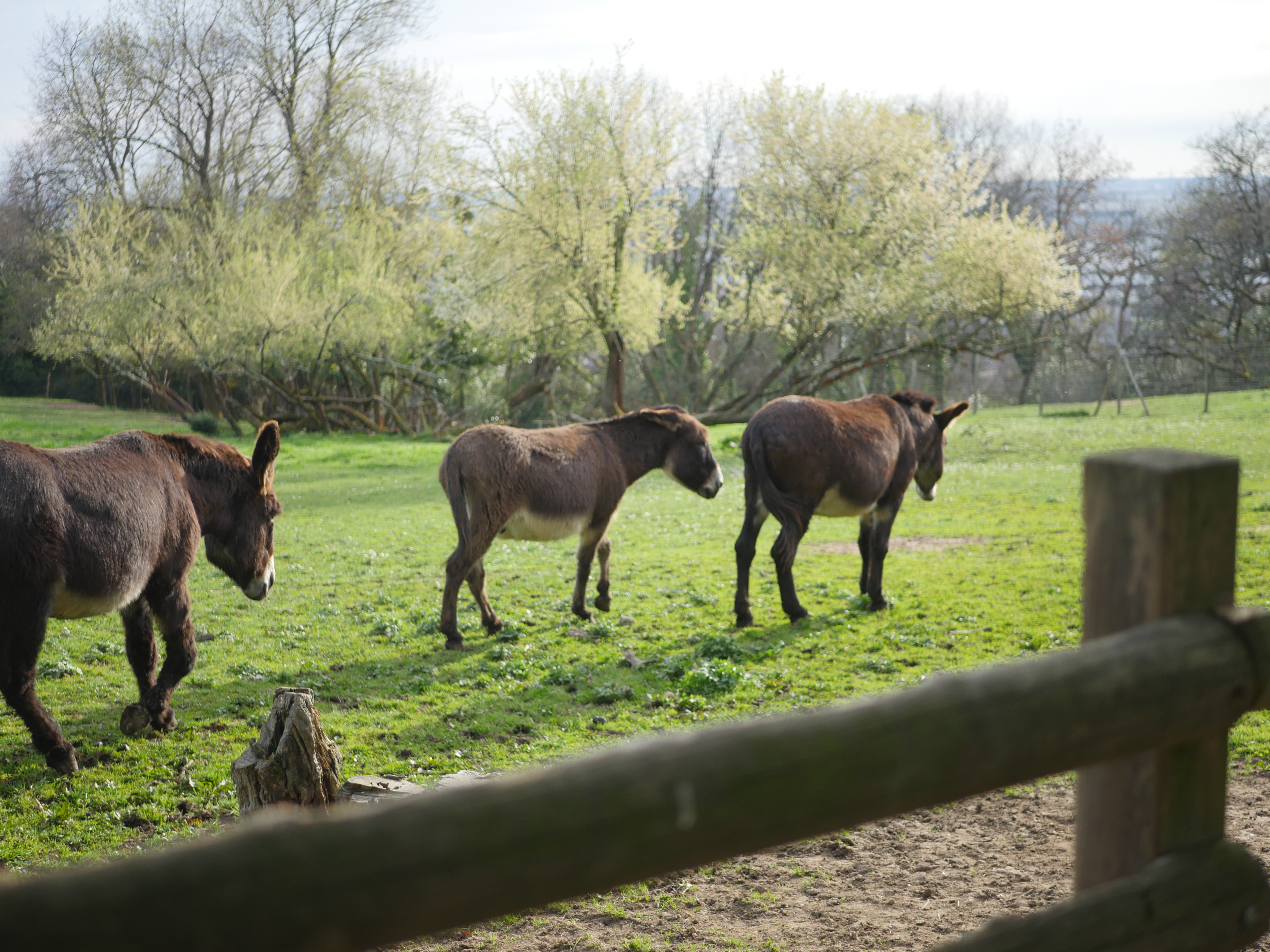 Parc du château des Iris