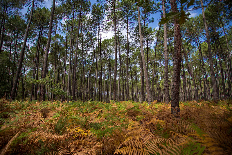 Le Parc Naturel Régional des Landes de Gascogne