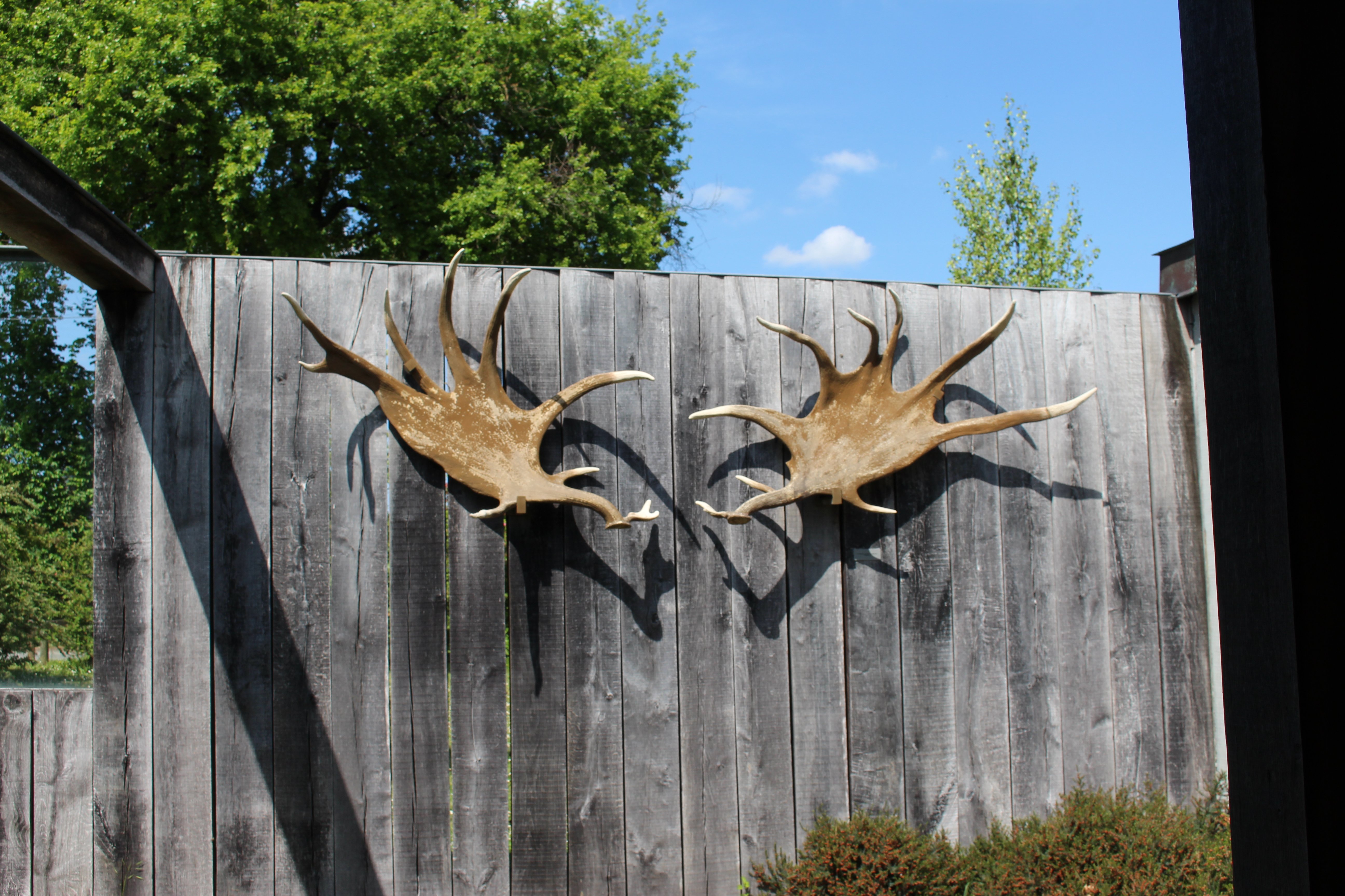 Grotte Pair non Pair Prignac bois 5184 x 3456