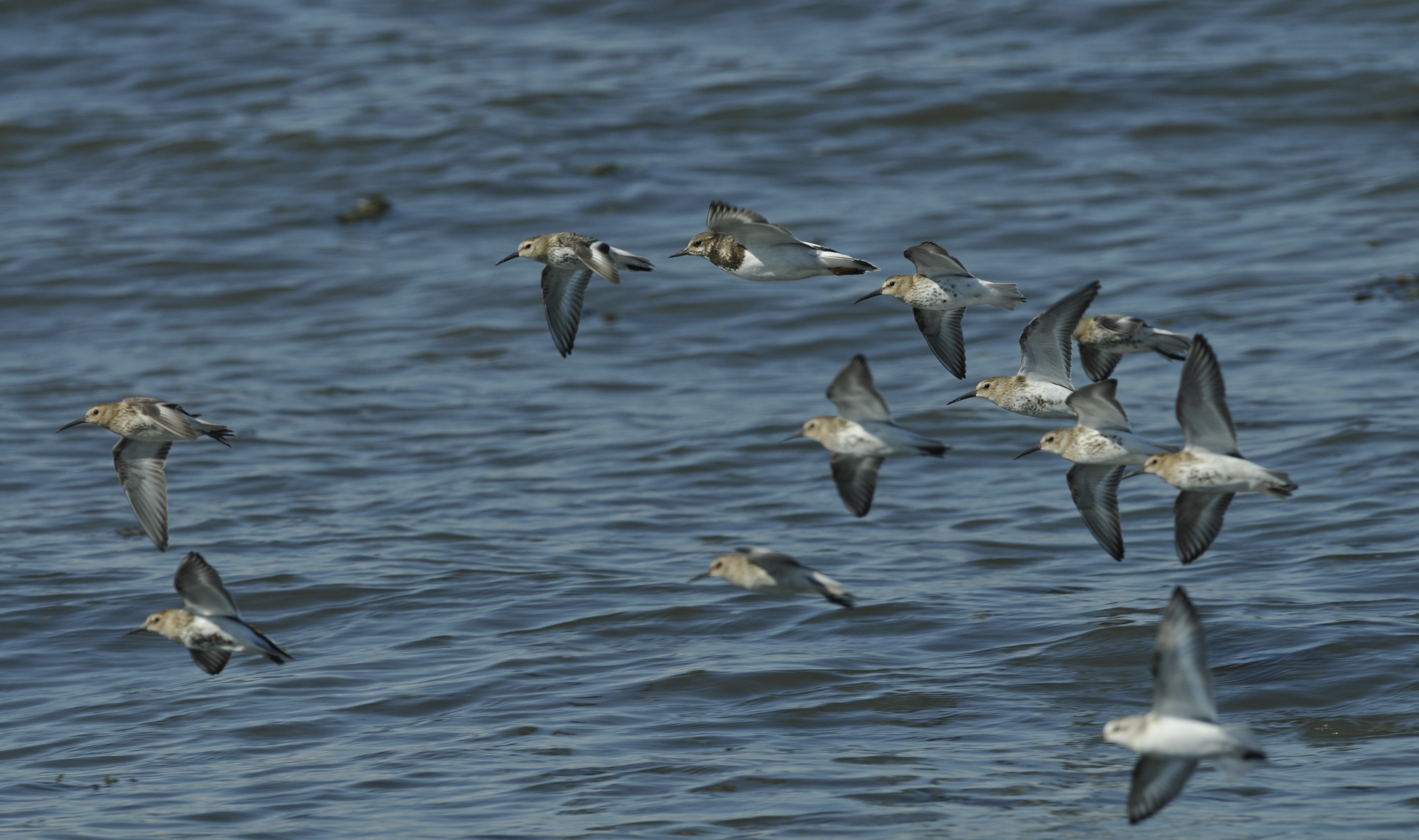 Les visiteurs d&rsquo;Automne