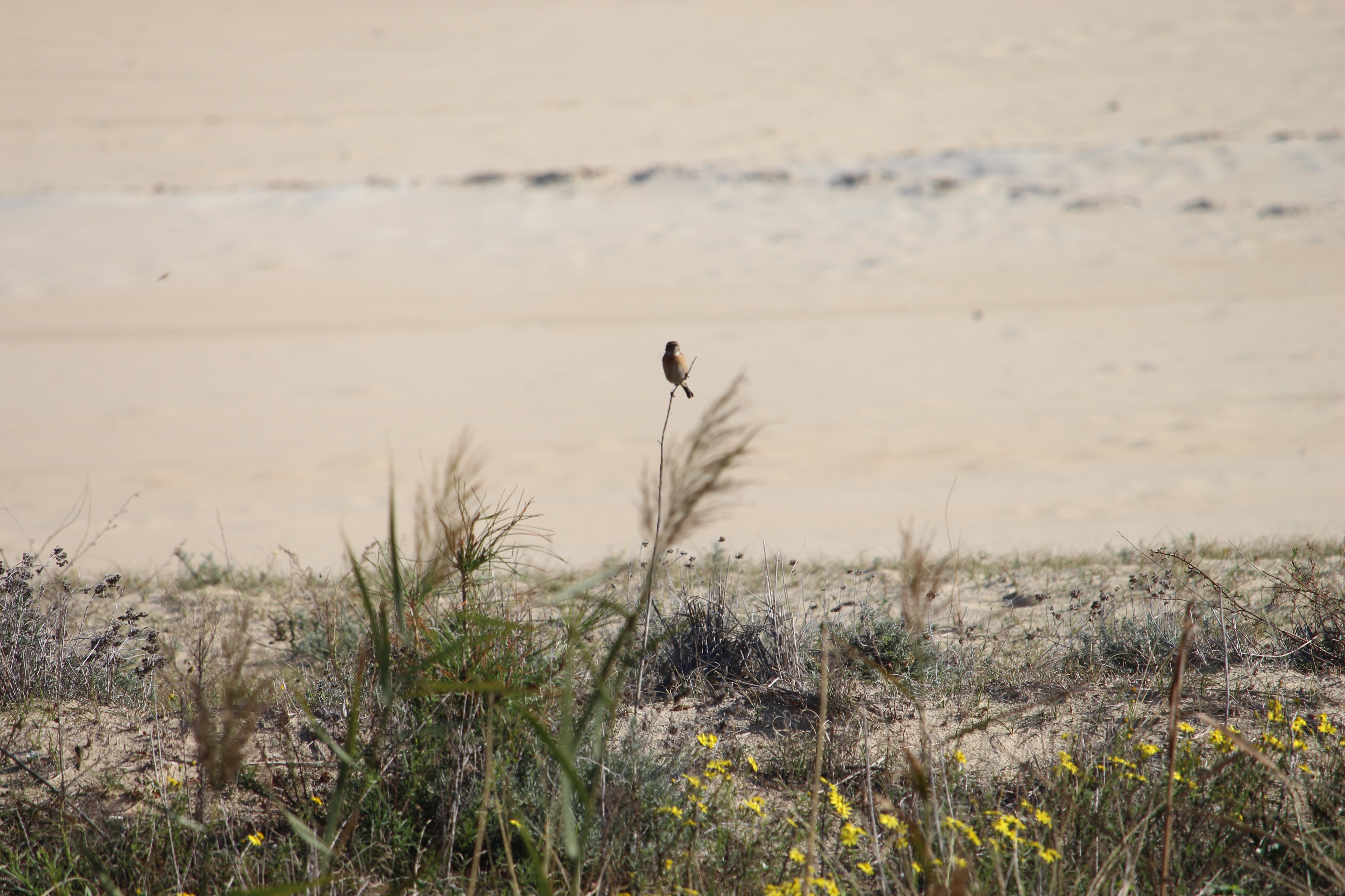 Sur les traces des oiseaux migrateurs du Bassin d’Arcachon