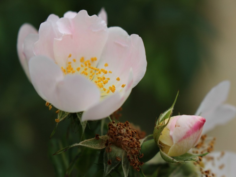 Aubépine