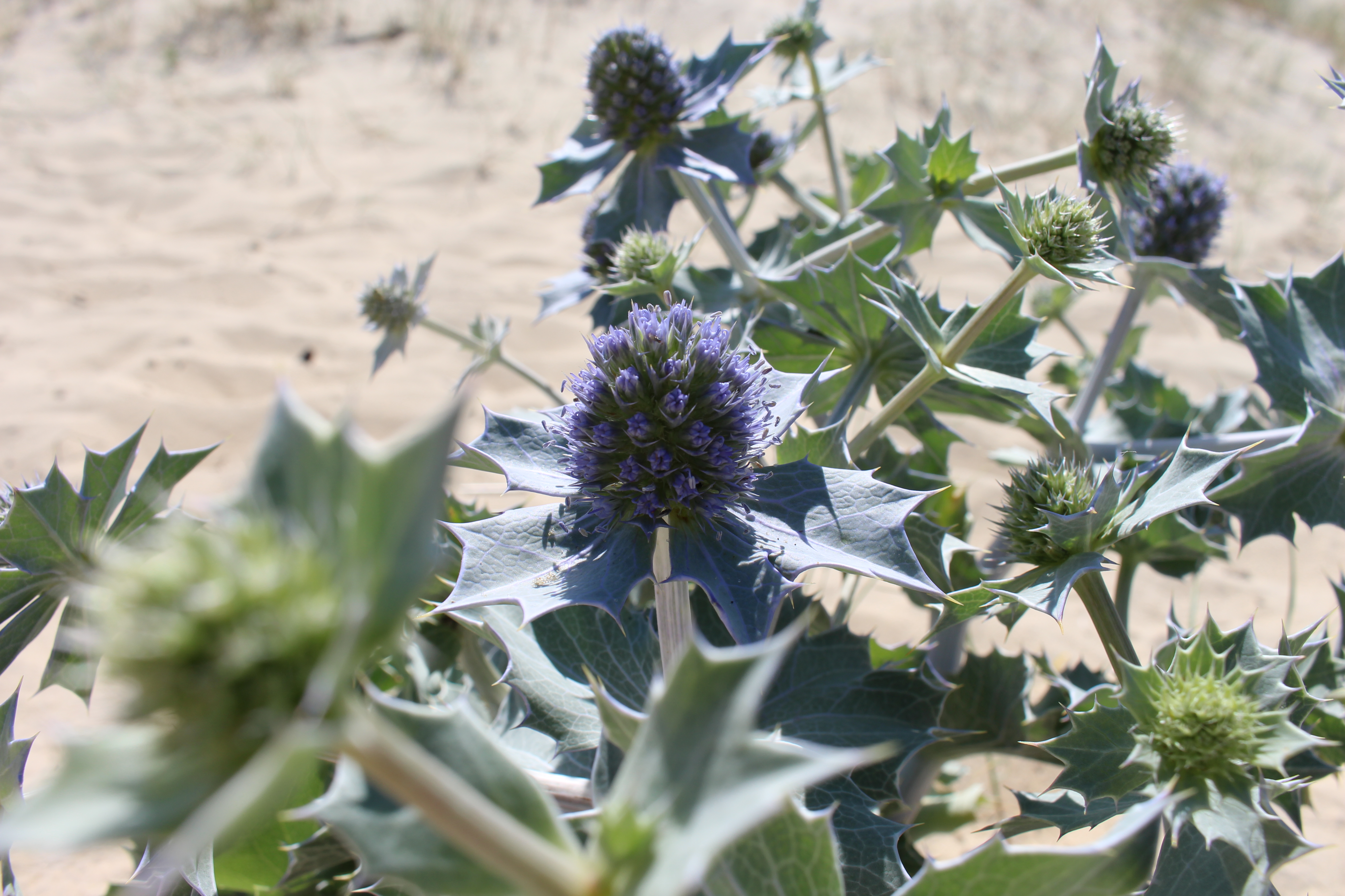 Botanique à la dune du Pilat :  petites fleurs et grandes adaptations