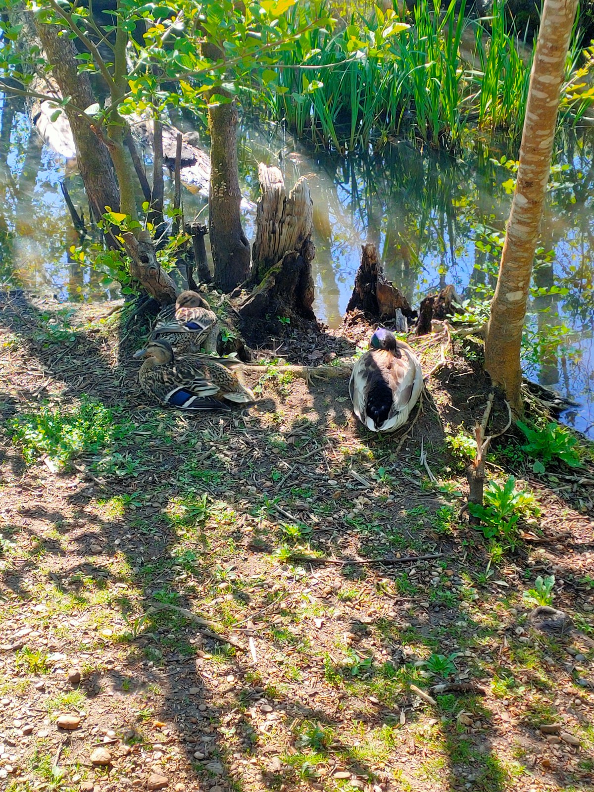 Etang des Sources