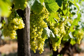 Labastide d'Armagnac - Vignoble - Raisin (4)