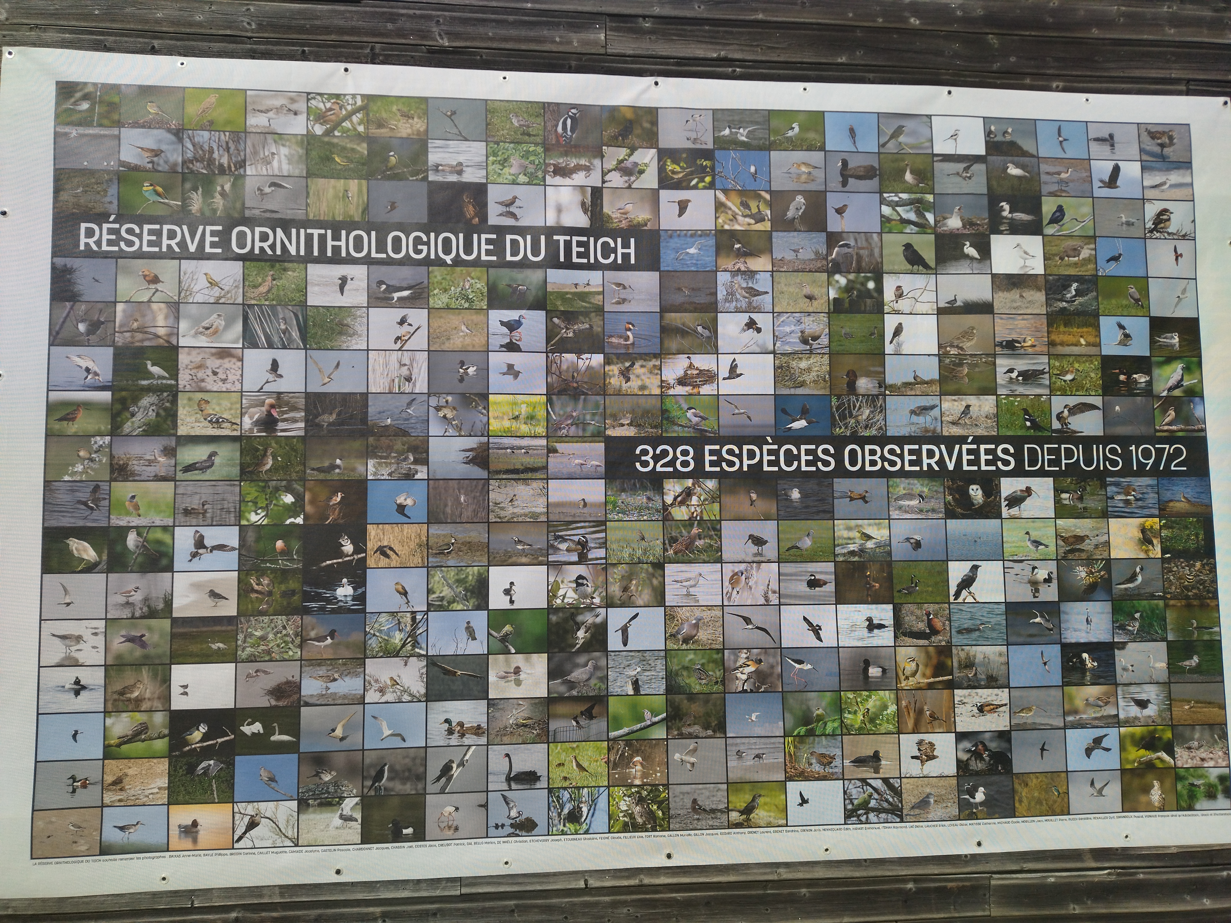 Les oiseaux de la réserve