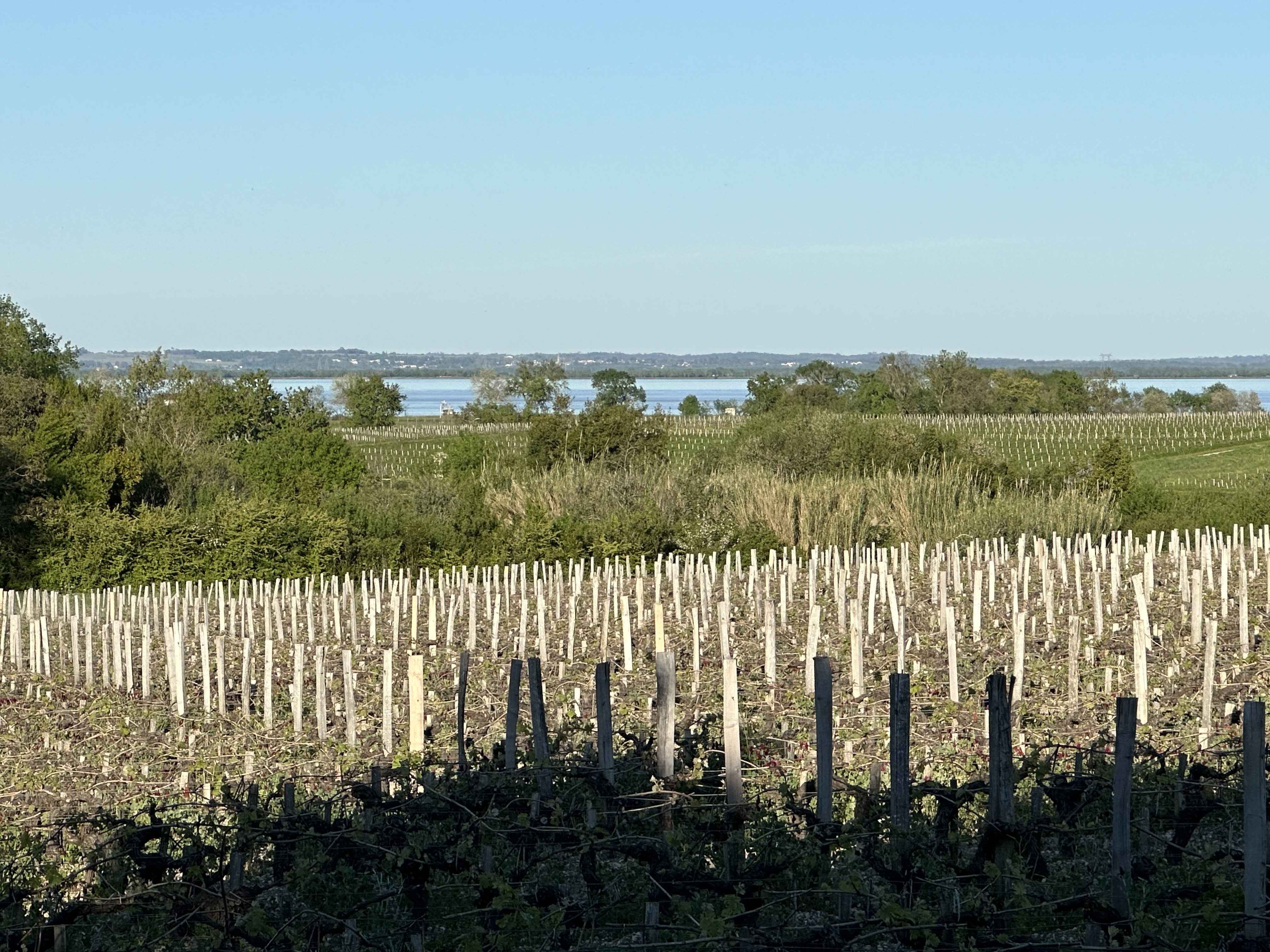 MAISON JEROBOAM_Vue estuaire