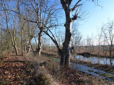 Marais de la Vergne