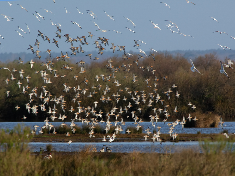 Les visiteurs d&rsquo;Hiver