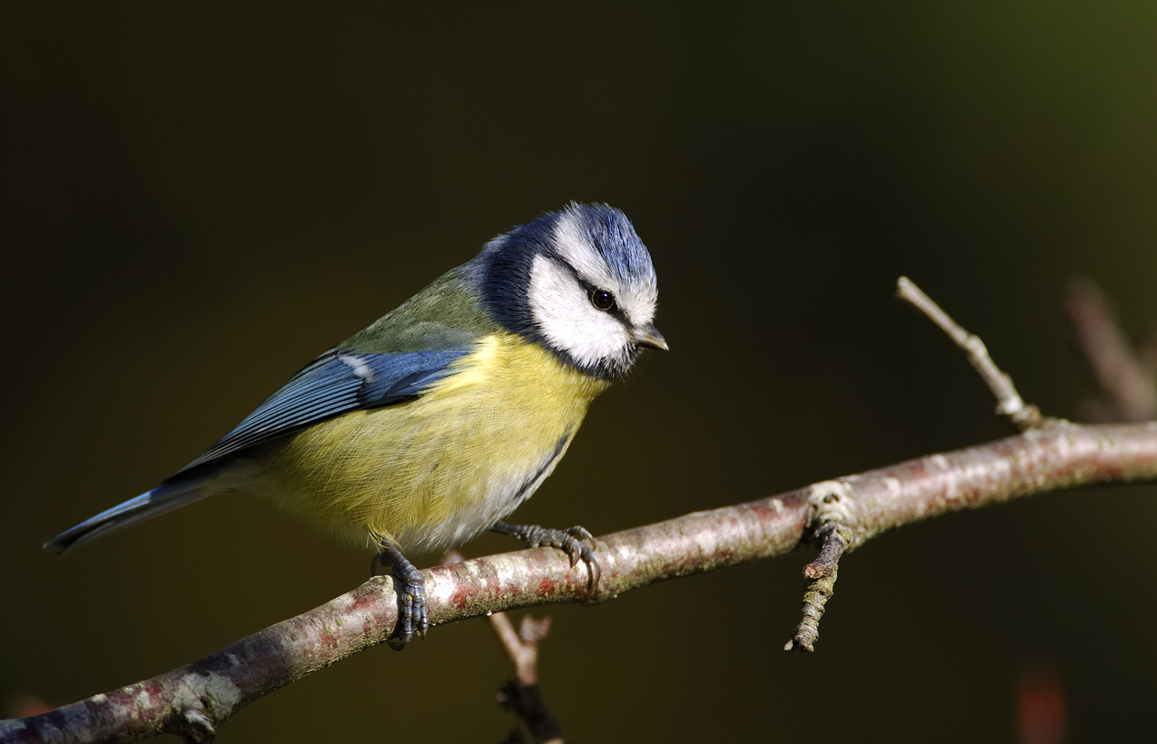 Formation aux oiseaux des jardins : découverte des oiseaux des jardins en hiver – 1/2 journée