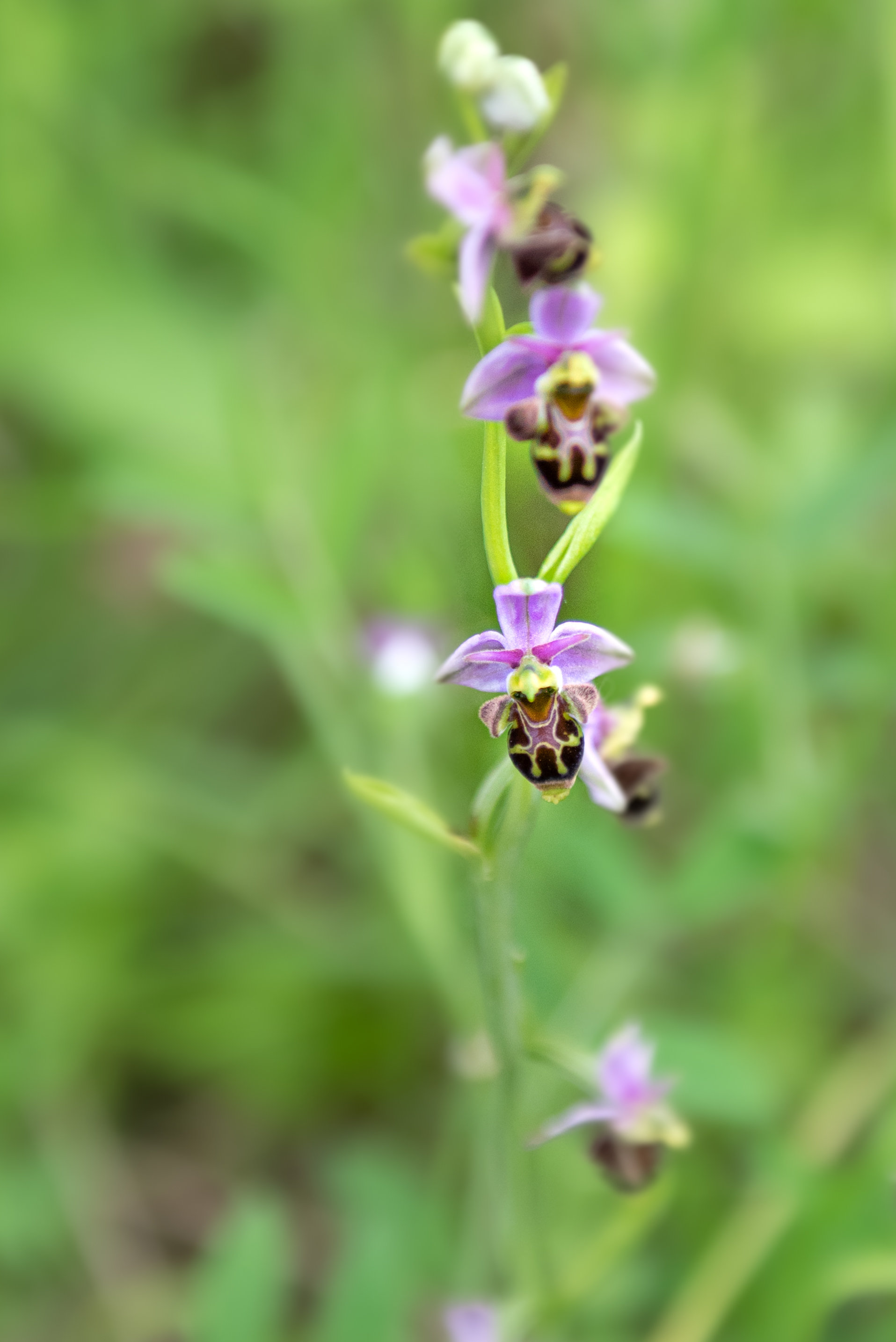Les Orchidées Sauvages