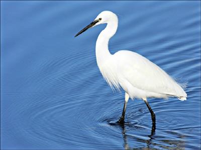 Aigrette