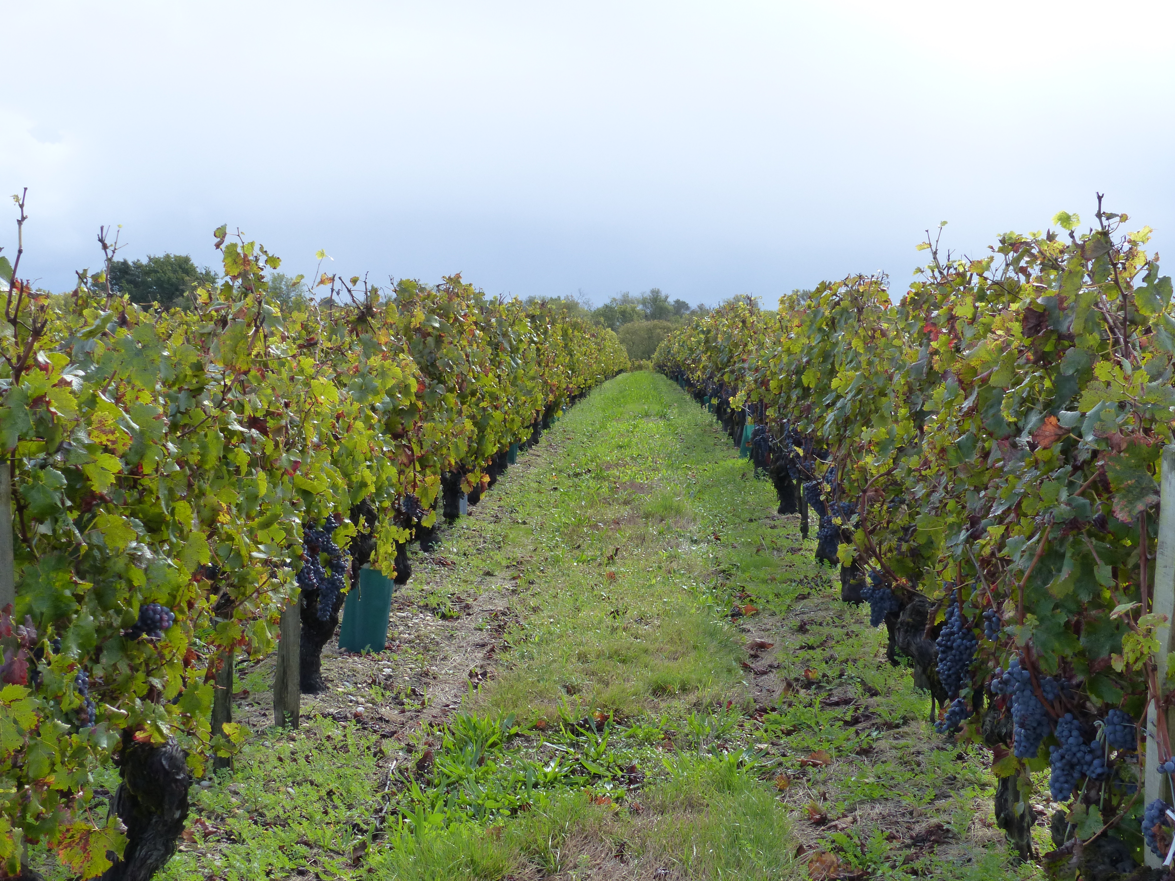 Vignes et châteaux